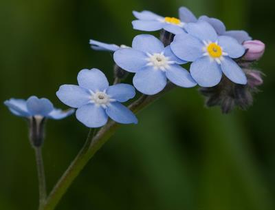 Myosotis sylvatica - فراموشم مکن